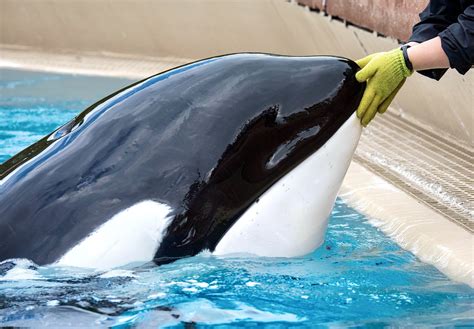 Kiska, Marineland orca, dies after over 40 years in captivity